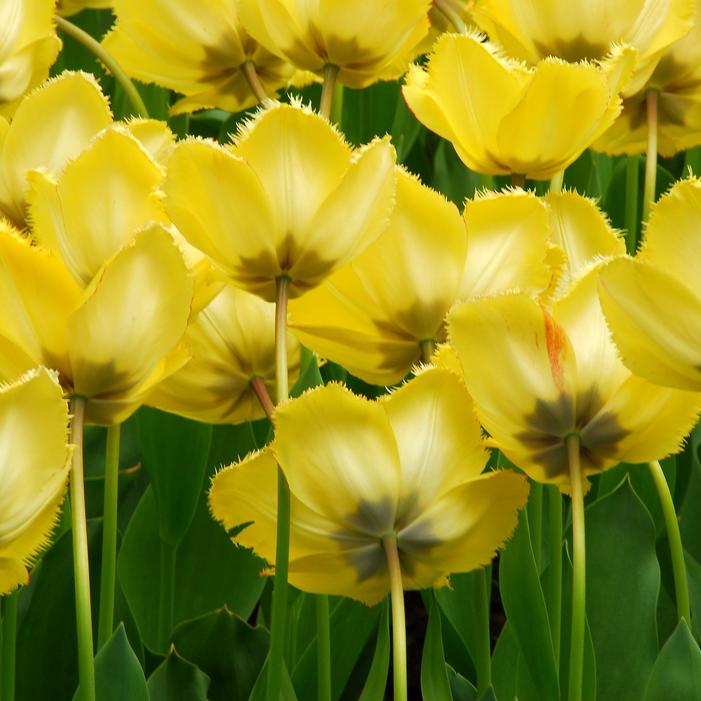 Tulip - Crystal Star
