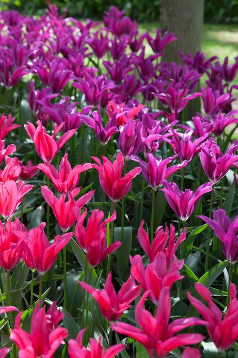 Tulip - Purple Doll