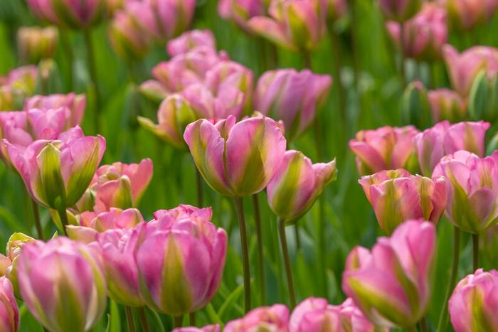 Tulip - Greenland