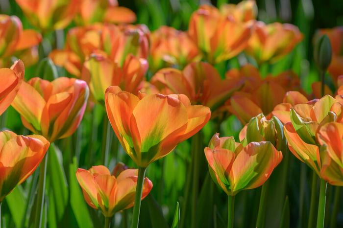 Tulip - Orange Marmalade