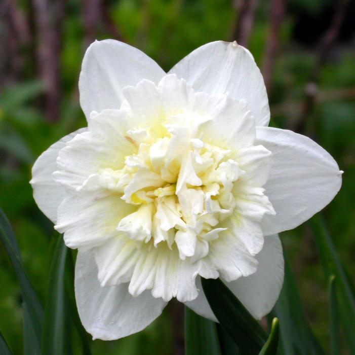 Daffodil - Ice King