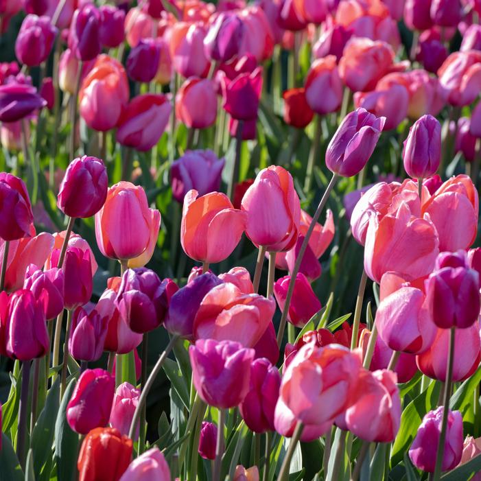 Tulip - All Season Pink & Purple Mix