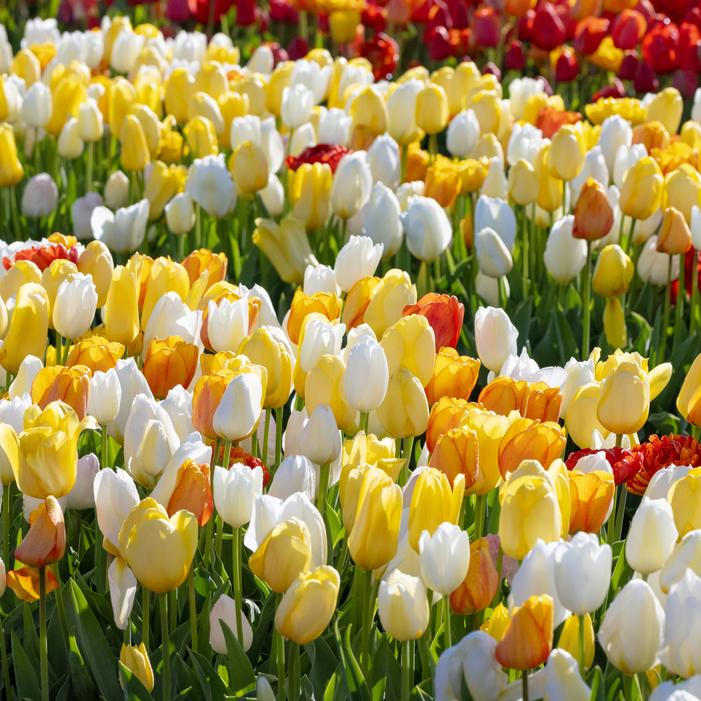 Tulip - All Season White & Yellow Mix