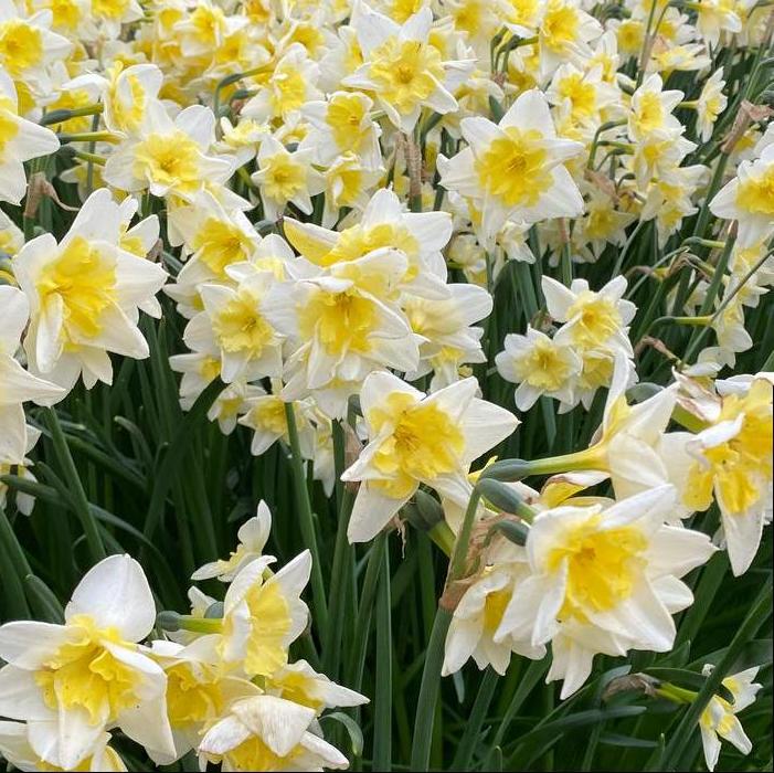 Daffodil - Prom Dance