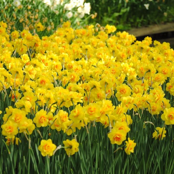 Daffodil - Tahiti