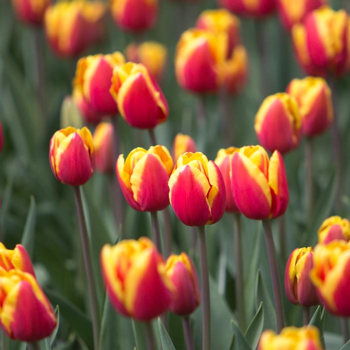 Tulip - Denmark