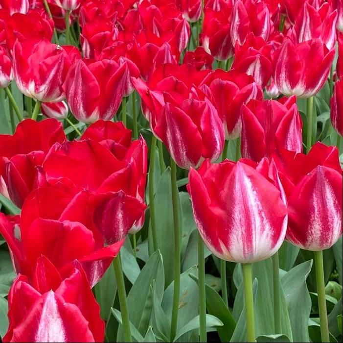 Tulip - Kissable