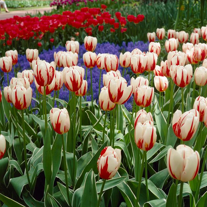 Tulip - Happy Generation