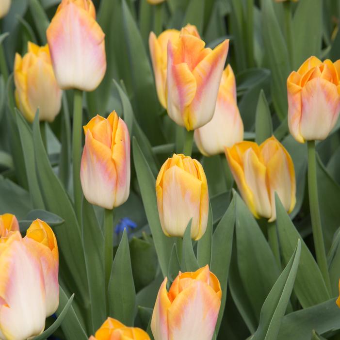 Tulip - Salmon Dynasty