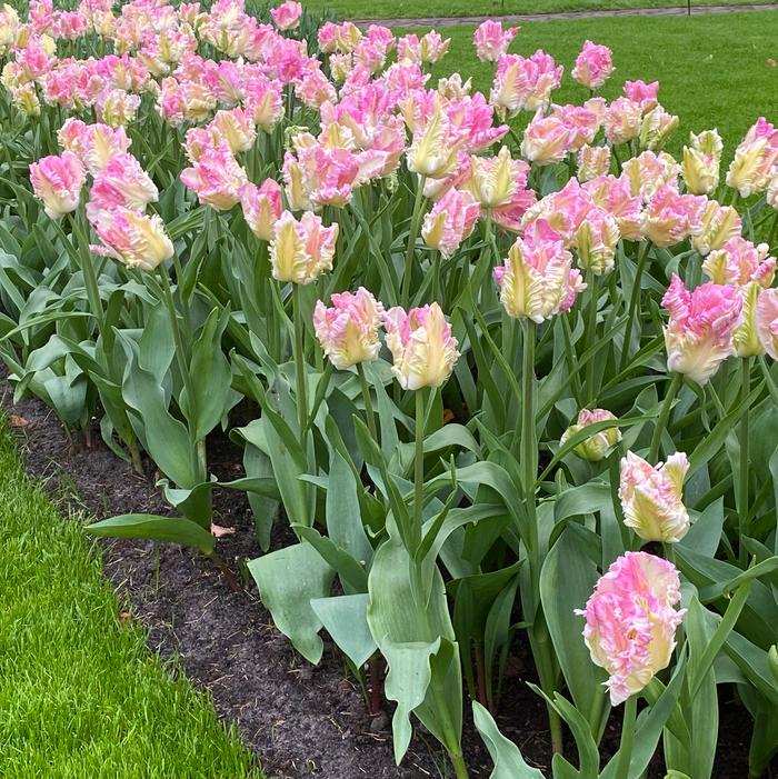 Tulip - Cabanna