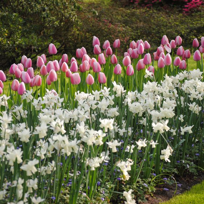 Daffodil - Thalia