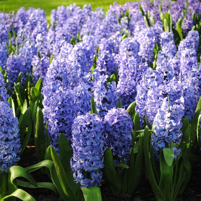 Hyacinth - Delft Blue