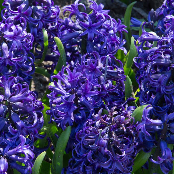 Hyacinth - Blue Pearl