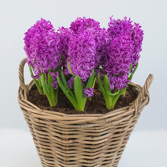 Hyacinth - Purple Sensation