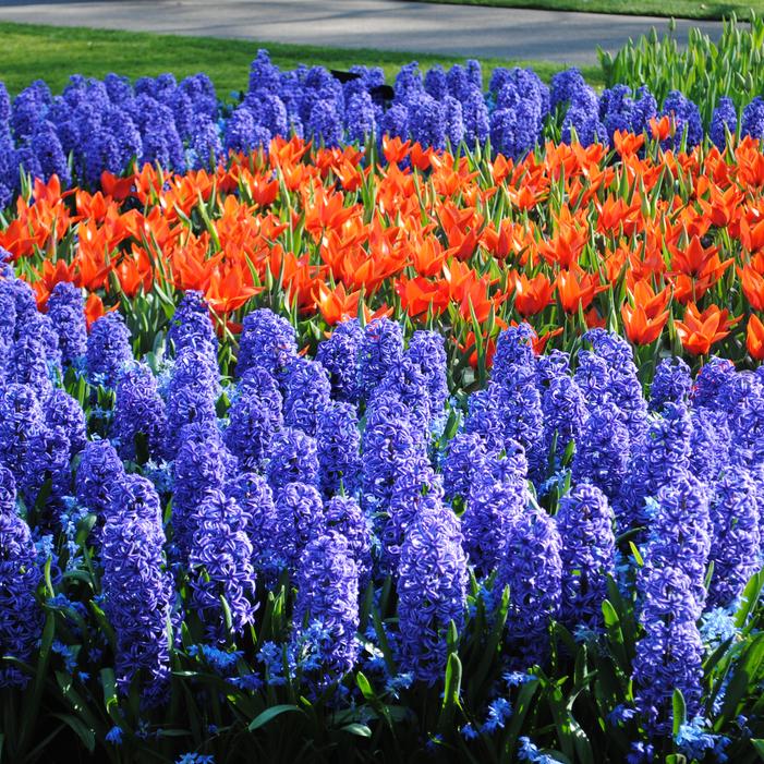 Hyacinth - Blue Jacket