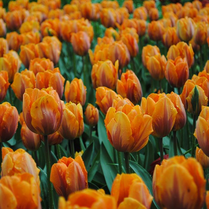 Tulip - Prinses Irene