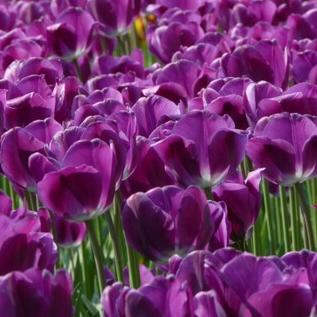 Tulip - Negrita