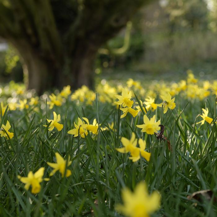 Daffodil - February Gold