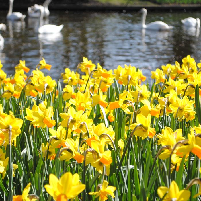 Daffodil - Jetfire