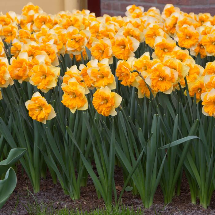 Daffodil - Orangery