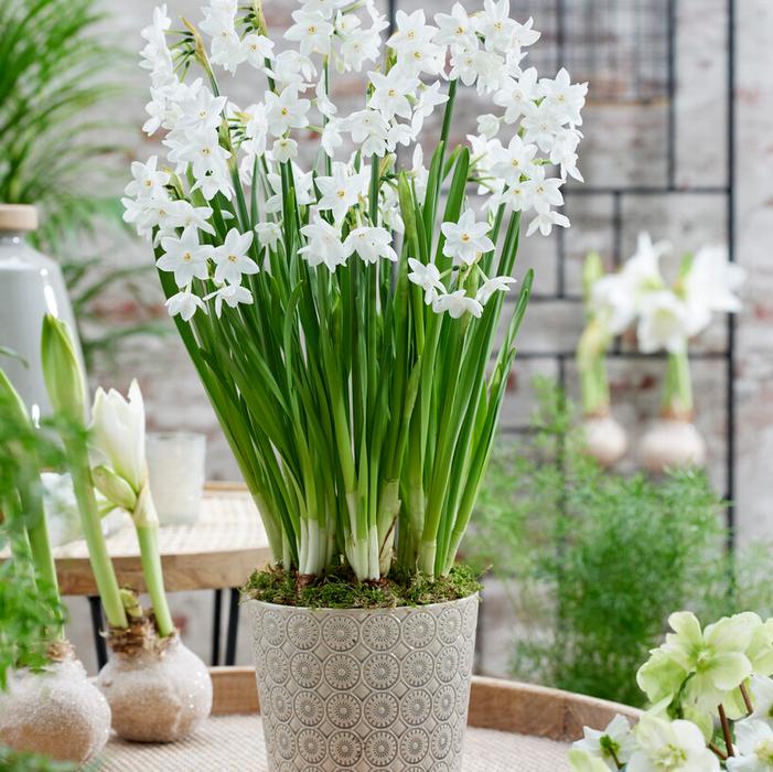 Daffodil - Ziva