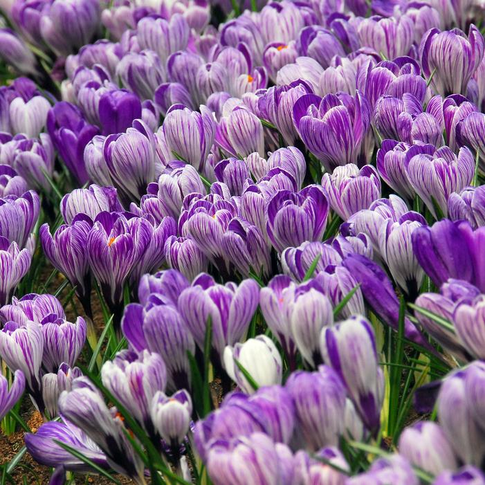 Crocus - Pickwick