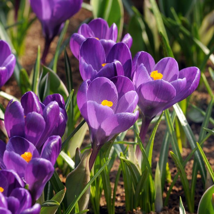 Crocus - Ruby Giant