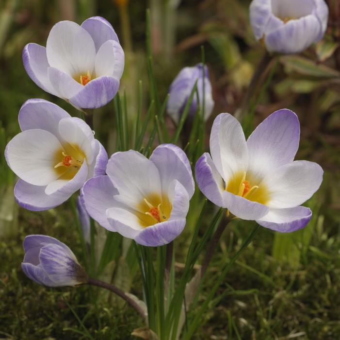 Crocus - Blue Pearl