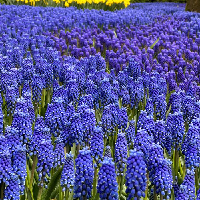 Grape Hyacinth - Armeniacum