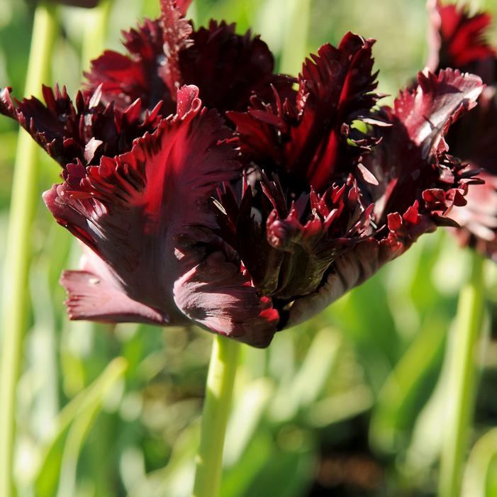 Tulip - Black Parrot