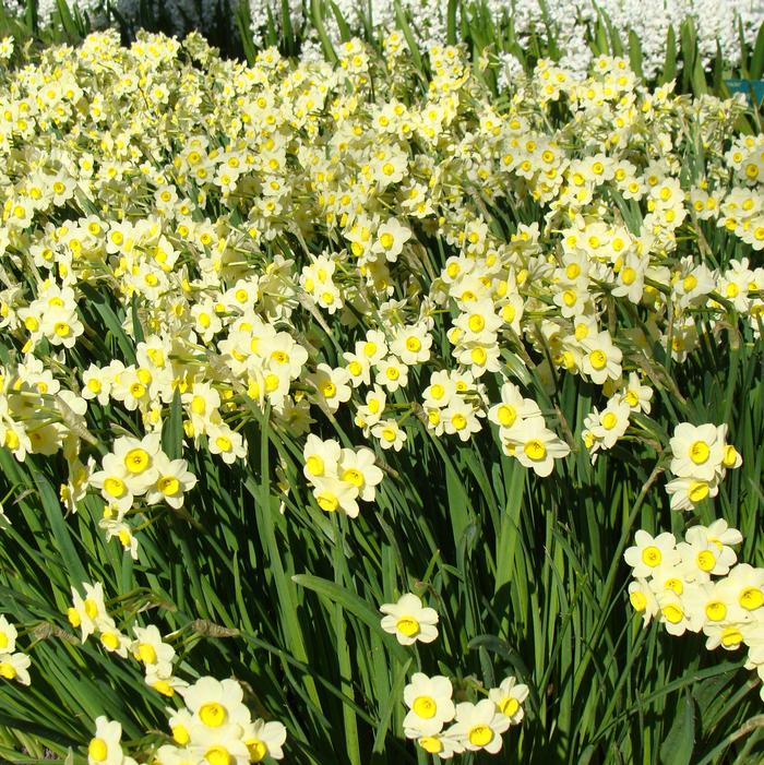 Daffodil - Minnow