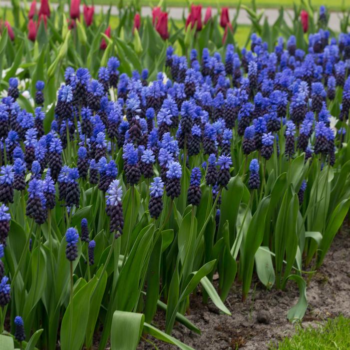 Grape Hyacinth - Latifolium