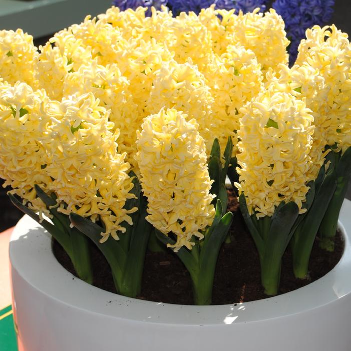 Hyacinth - Gypsy Princess