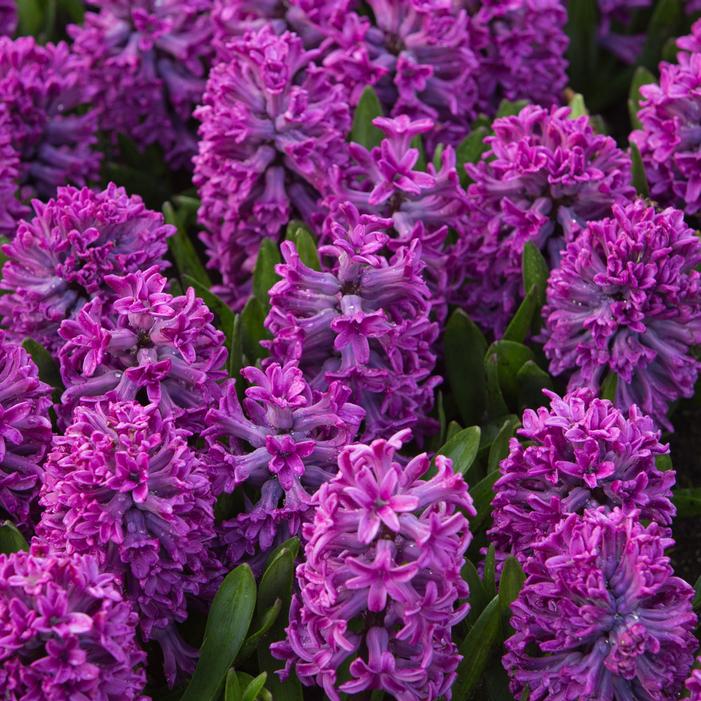 Hyacinth - Miss Saigon