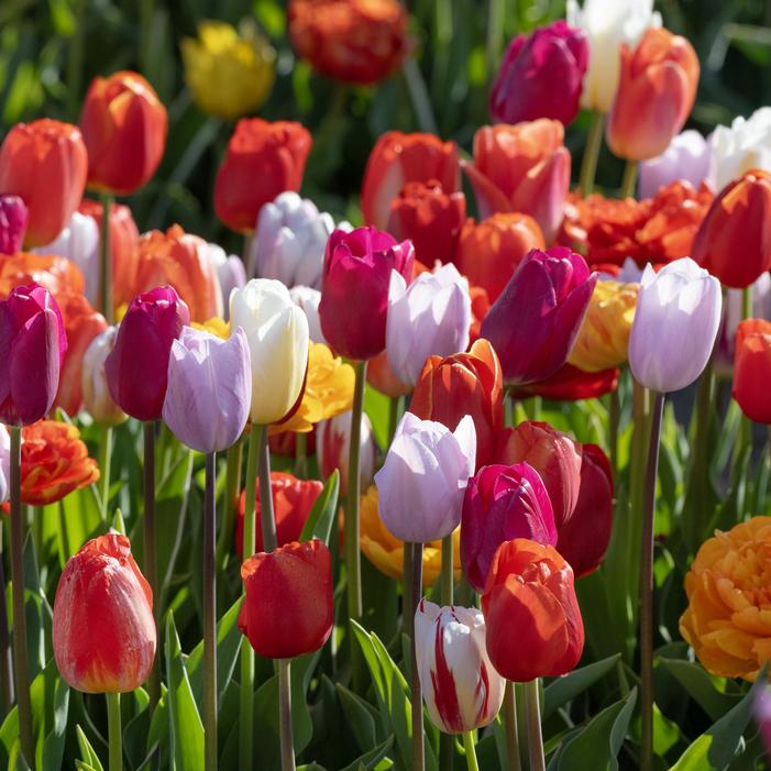 Tulip - Triumph Mix
