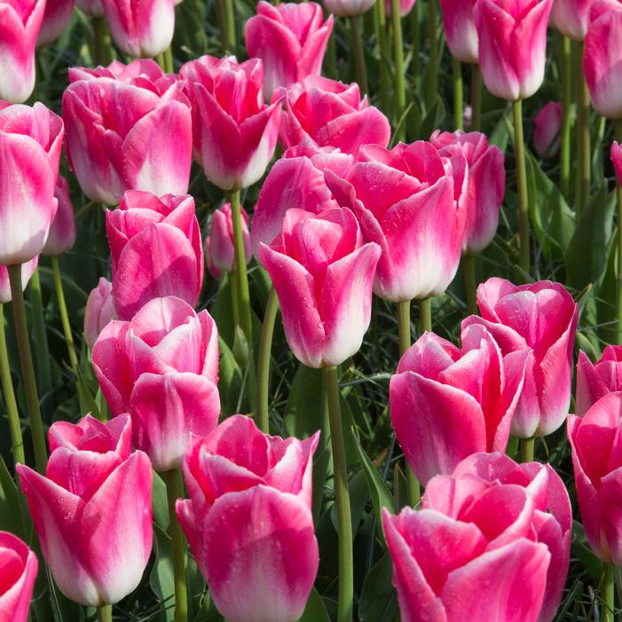 Tulip - Dynasty
