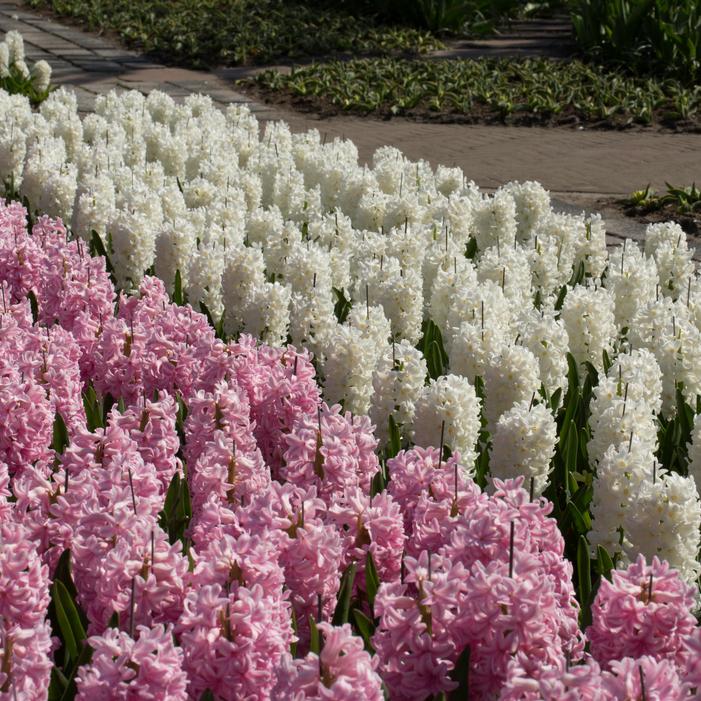 Hyacinth - White Pearl
