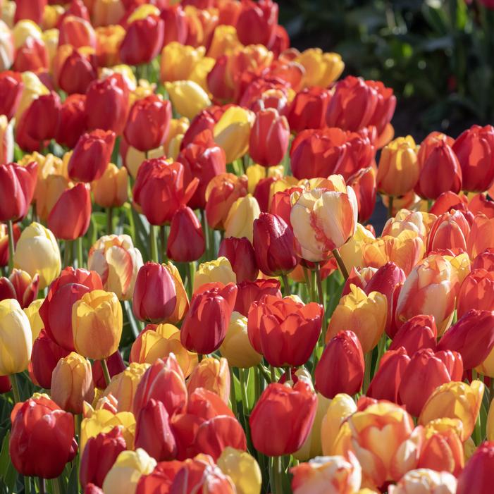 Tulip - Fire Glow Mix