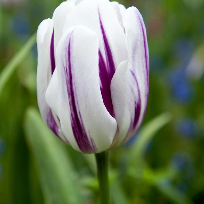 Tulip - Flaming Flag