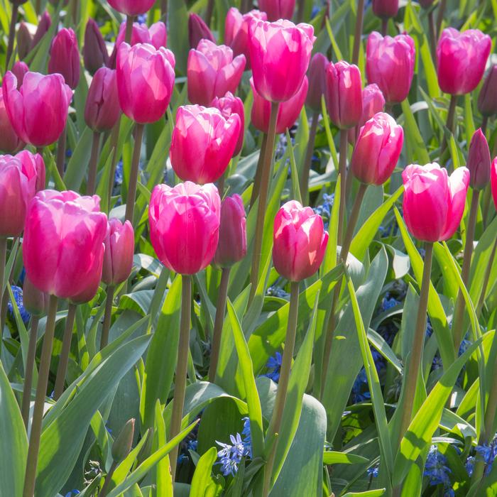 Tulip - Jumbo Pink