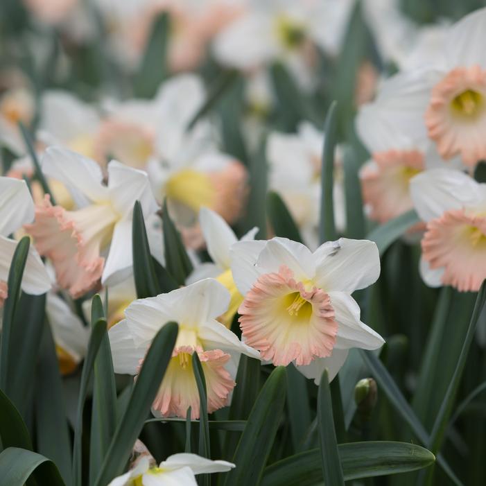 Daffodil - British Gamble