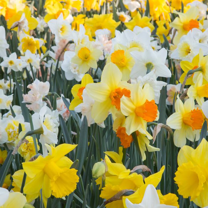 Daffodil - Large Flowering Mixture