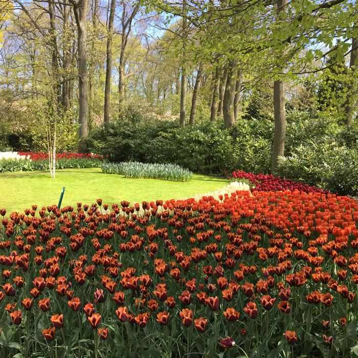 Tulip - Slawa