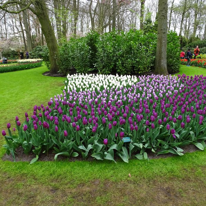 Tulip - Purple Flag