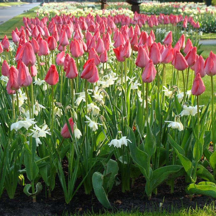 Tulip - Van Eijk