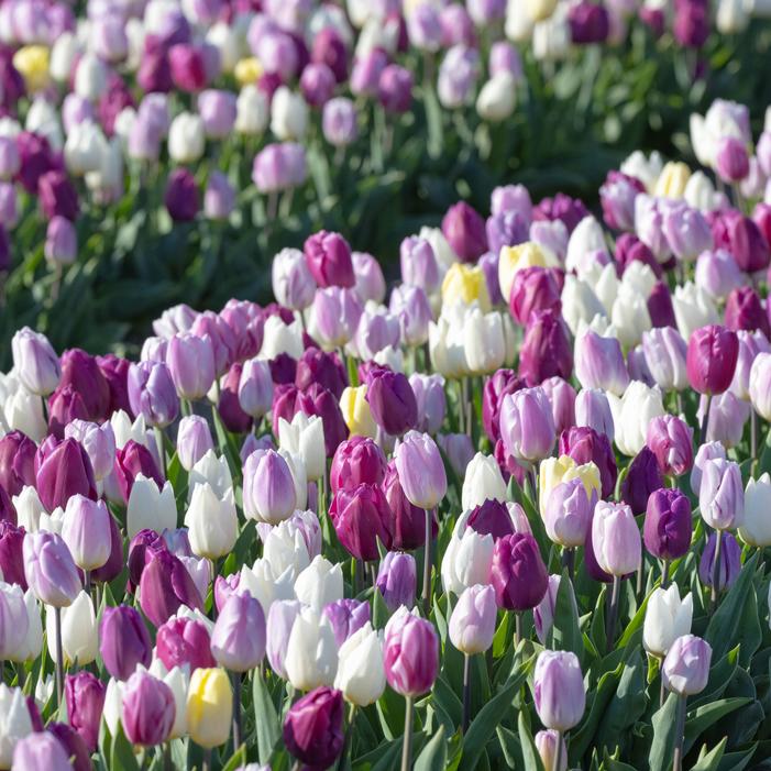 Tulip - Flag Mix