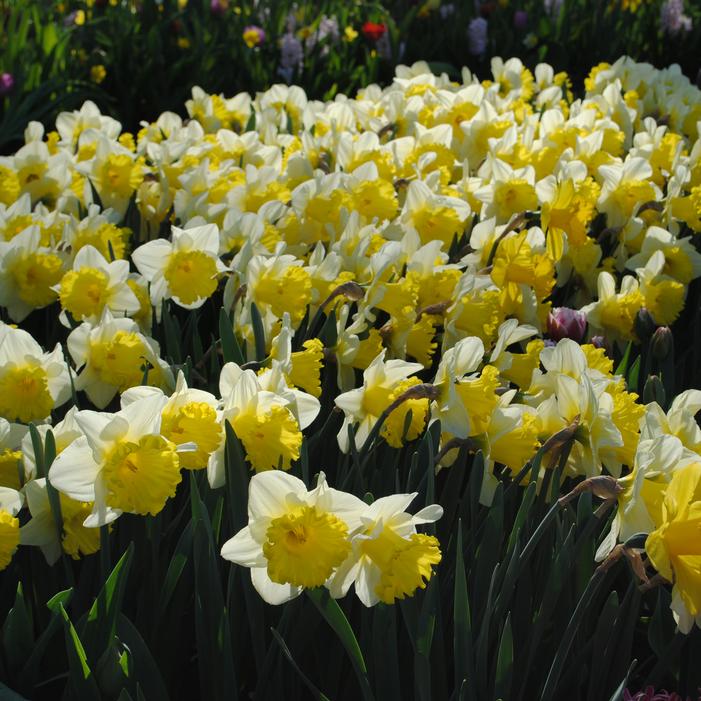 Daffodil - Goblet