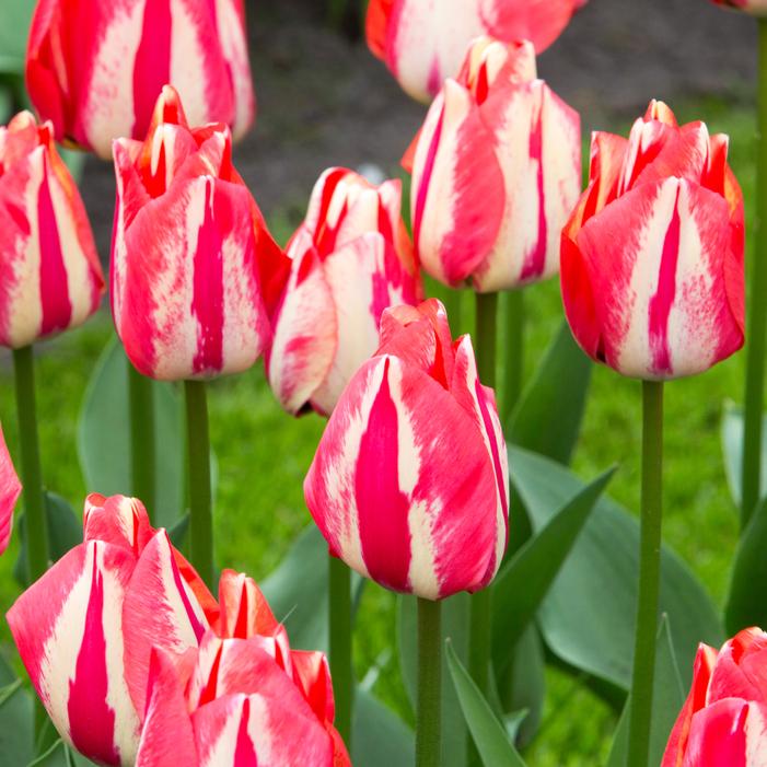 Tulip - Spryng Break