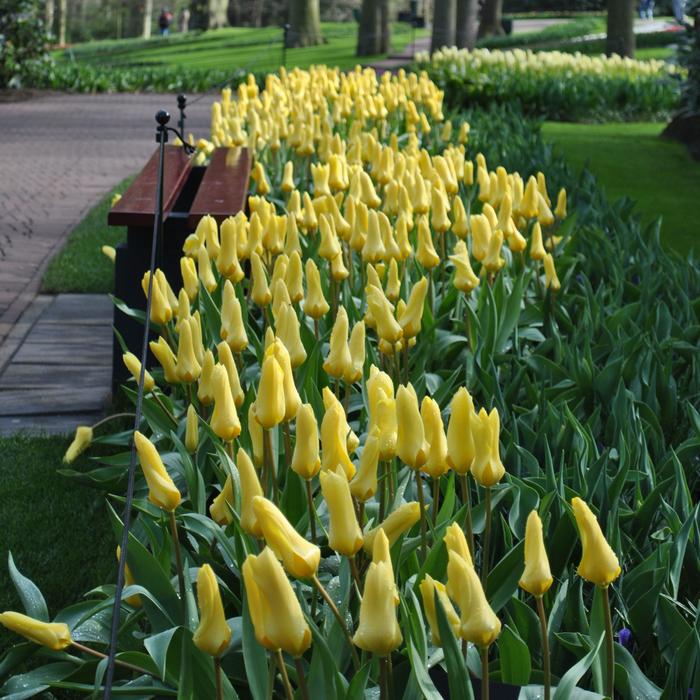 Tulip - Golden Emperor
