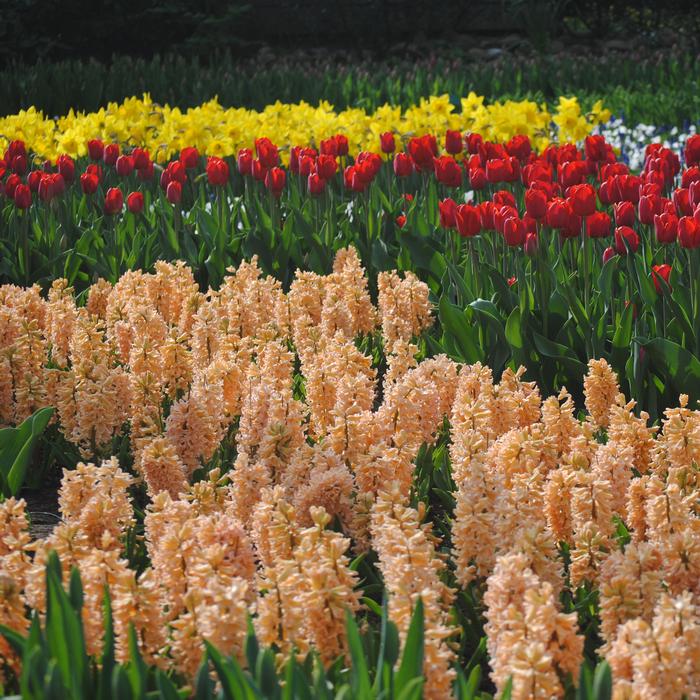 Hyacinth - Gypsy Queen